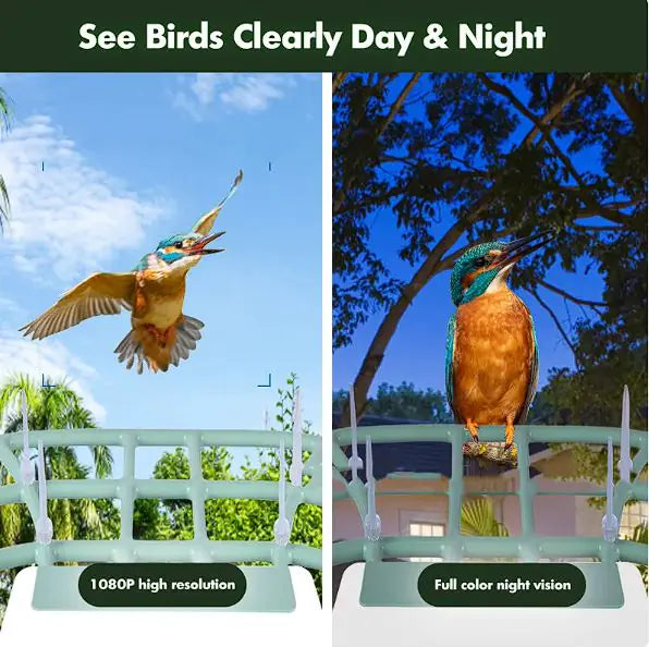 Solar-Powered Waterproof Bird Feeder with Camera